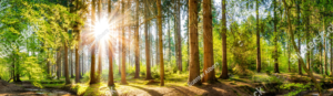 Forest Panorama with Sun