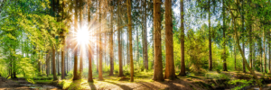 Forest Panorama with Sun